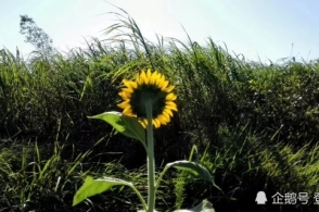 太阳成集团tyc7111cc