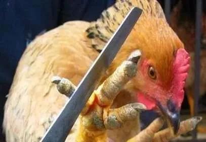 青海:2009至2011年期间实施中职特聘教师计划-太阳成集团tyc7111cc(图4) 太阳成集团tyc7111cc