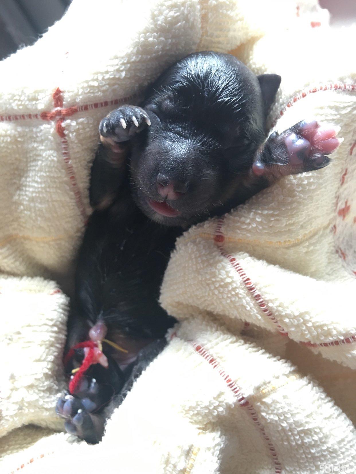 丹巴援建海滨小学教师送教到丹巴县杨柳坪双语寄宿制学校-太阳成集团tyc7111cc(图1) 太阳成集团tyc7111cc