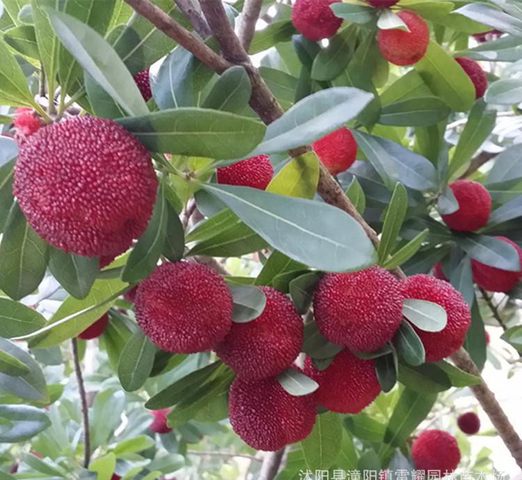 【太阳成集团tyc7111cc】成都成华区公立幼儿园名单、地址、联系电话和划片范围汇总(图1) 太阳成集团tyc7111cc