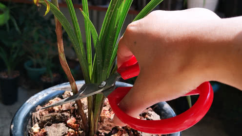 太阳成集团tyc7111cc-龙潭小学三年级环保时装秀:巧手出创意环保秀精彩(图1) 太阳成集团tyc7111cc