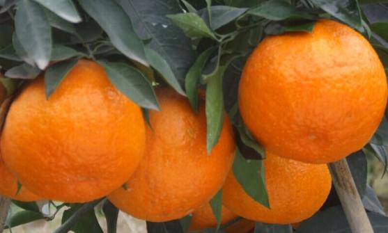 ‘太阳成集团tyc7111cc’三岔湖小学发布2019年学校“高质量发展”十大事件(图2) 太阳成集团tyc7111cc