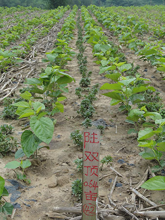 “太阳成集团tyc7111cc”《王者荣耀》正式申请发行两张信用卡:狙神+夺命镰(图1) 太阳成集团tyc7111cc