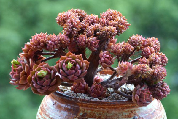 太阳成集团tyc7111cc